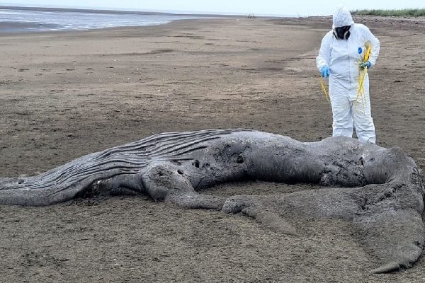 En la recién iniciada temporada, se reportó el varamiento de una cría de ballena jorobada en el sector de Estero de la Honda, ubicada en el distrito de Los Santos. Foto. Thays Domínguez