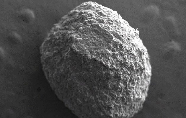 La microencapsulación de microorganismos proporciona mayor estabilidad y protección a los agentes entomopatógenos. Foto: Cortesía