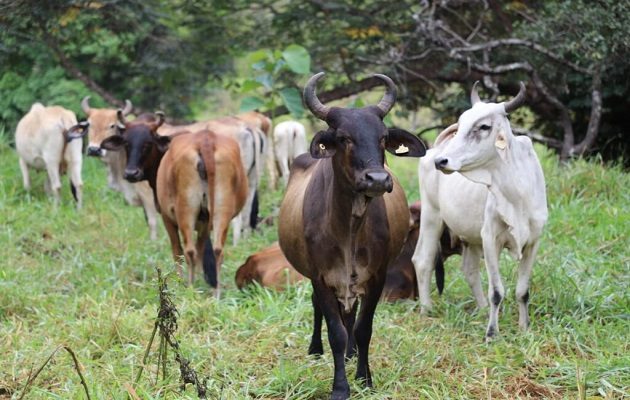 Este año Panamá acumula 4,343 casos de gusano barrenador. Foto: Cortesía/MIDA