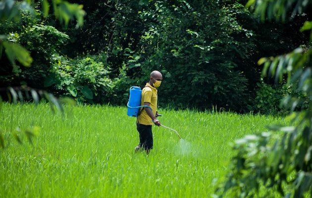 Los insectos son cada vez más resistentes a los productos químicos. Foto: Pexels 