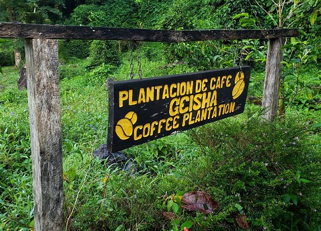 Recorrido por una de las plantaciones del café Geisha.  Fotos: Fanny Arias