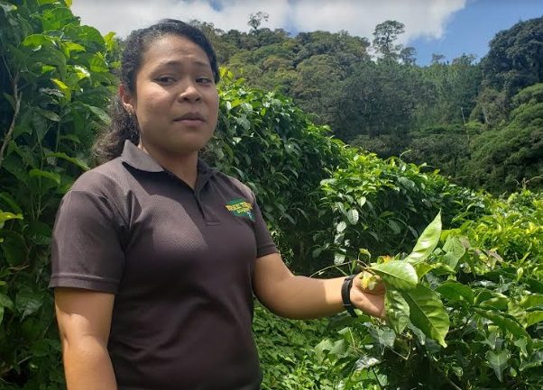 La guía de Tree Trek Boquete en el recorrido por las plantaciones de té. Foto: Fanny Arias