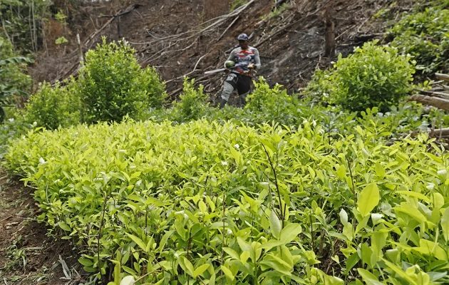 Hay coca en 185 de los 1.122 municipios de Colombia, según el informe. Foto: EFE