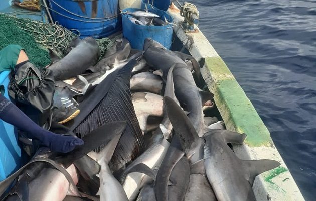  Las aletas son utilizadas para cocinar caldos y sopas; platillo típico en ciertas áreas del continente asiático.  Foto: Cortesía/MiAmbiente