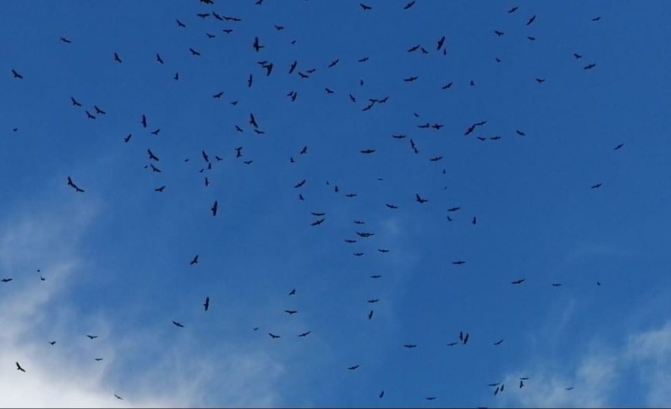 Las aves migratorias se desplazan en busca de lugares más  cálidos. Foto: MiAmbiente