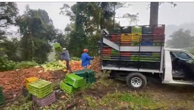 Productores han tenido que botar sus cosechas. Archivo.