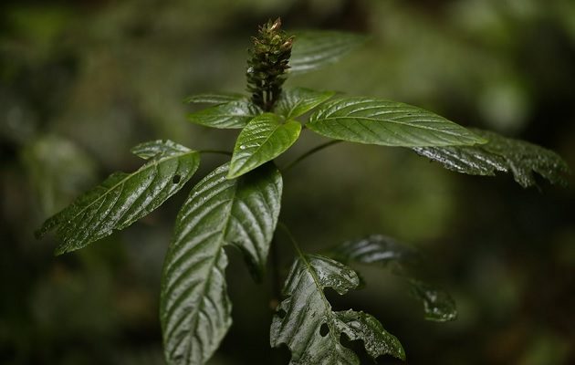 Estos datos son importantes para dirigir futuras acciones de conservación. Foto: EFE