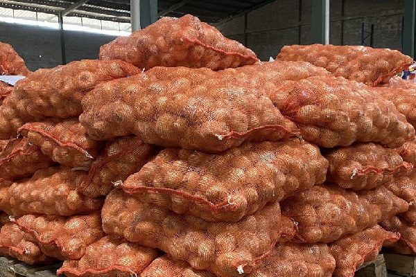 Actualmente hay 353,71 hectáreas sembradas por 206 productores de las 992 hectáreas programadas por 606 productores. Foto. Cortesía IMA