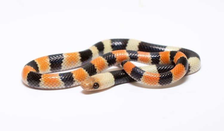 Ejemplar juvenil de la serpiente Oxyrhopus occipitalis, captado por investigadores en Cana, Darién. Foto: Cortesía/Marcos Ponce