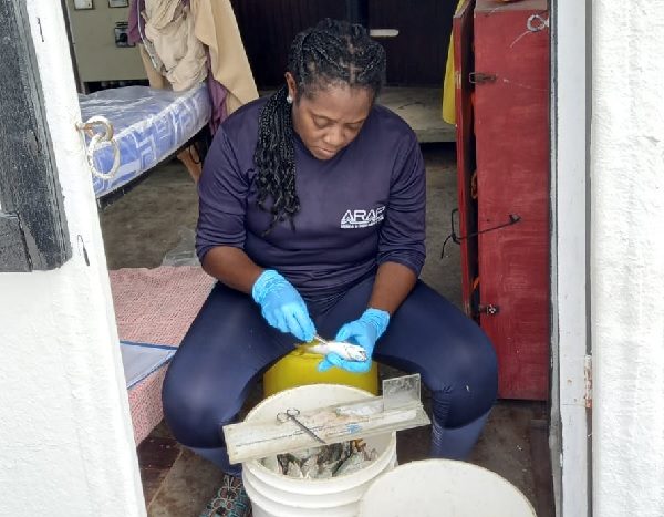 Una de las científicas realiza el estudio sobre las especies que son capturadas. Foto: Cortesía Arap