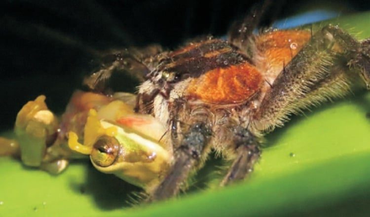 Depredación de una araña sobre una rana captada por los investigadores en una gira al Parque Nacional Portobelo. Foto: Cortesía