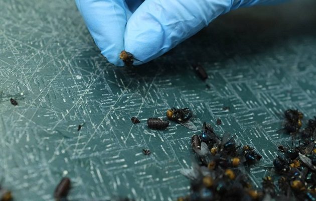 El gusano barrenador es una enfermedad causada por las larvas de la mosca.