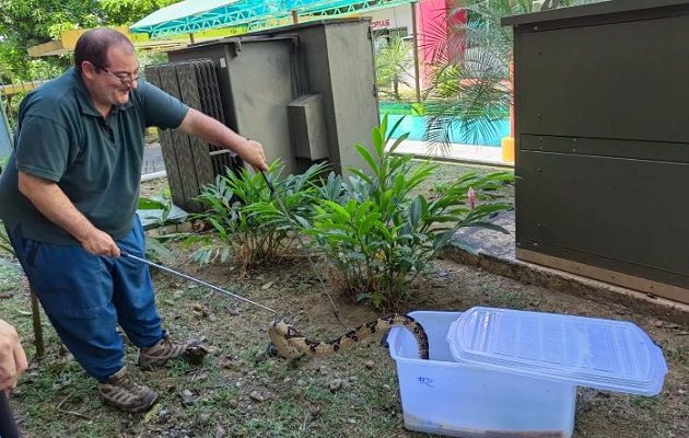 Las serpientes tiene importantes funciones en los ecosistemas. Foto: Cortesía/UP