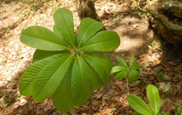 El "Palo Santo" se reproduce de manera asexual, desde las raíces tiende a producir otras plantas.   Foto: Cortesía/Juvenal Batista