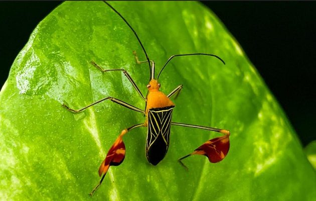 Tanto los machos como las hembras del insecto matador exhiben y ondean sus banderillas rojas en las patas traseras. Foto: Ana Endara, STRI