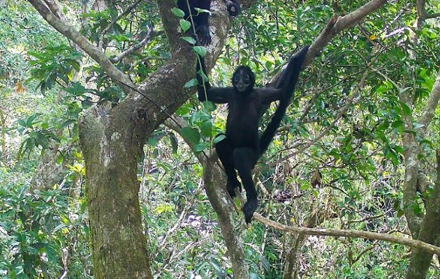 Esperar tanto tiempo para revisar las cámaras es la mejor parte. Foto: Cortesía Adopta Bosque