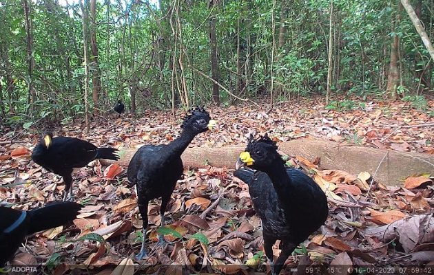 Esperar tanto tiempo para revisar las cámaras es la mejor parte. Foto: Cortesía Adopta Bosque