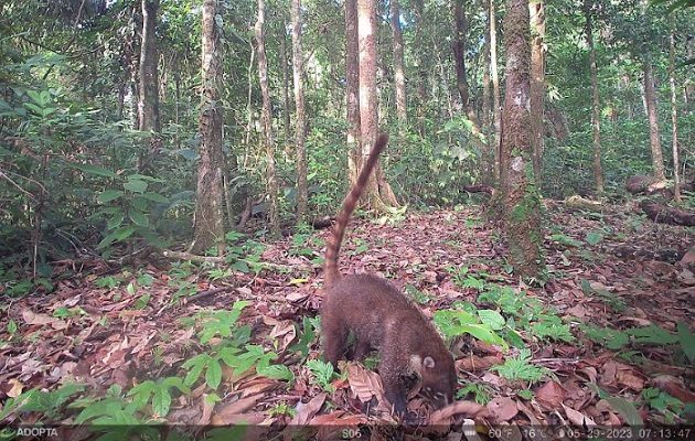 Esperar tanto tiempo para revisar las cámaras es la mejor parte. Foto: Cortesía Adopta Bosque