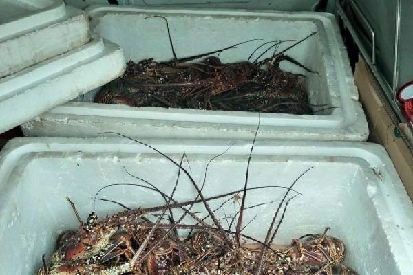 Los miembros del Senan y funcionarios de la Autoridad de Recursos Acuáticos de Panamá (Arap), procedieron a devolver las langostas al mar. Foto. Cortesía
