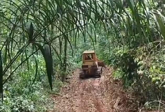La fragmentación de los bosques pone en peligro a especies vulnerables.