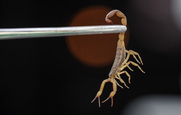 Este mes, una niña falleció en la comarca debido a la picadura de un alacrán. Foto: EFE   