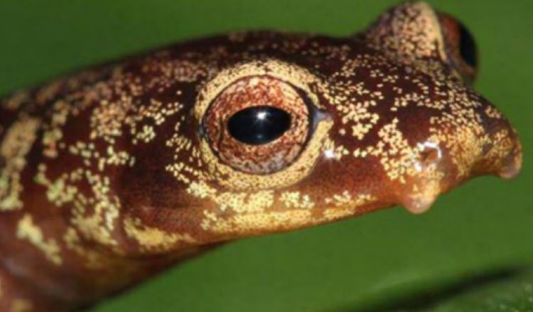 La salamandra de Chucantí (Bolitoglossa chucantiensis) debe su nombre al cerro en el que se descubrió por primera vez.