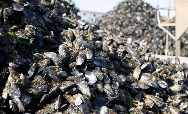 El aumento de temperatura y salinidad tiene impacto en los bivalvos. Foto: EFE