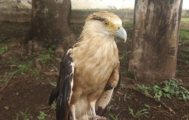Caracara cabeciamarilla llegó al refugio con una herida irreparable en su ala producto de perdigones. Foto: Miriam Lasso