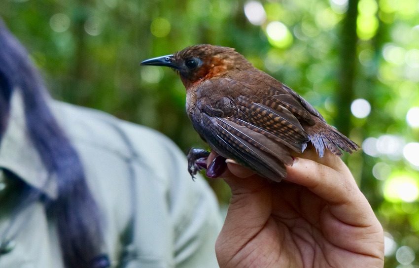 Las aves también son vulnerables a proyectos humanos. Foto: Cortesía
