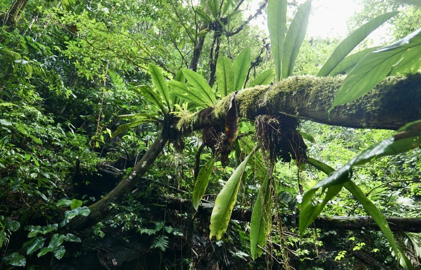 La zona se distingue por su rareza de plantas, algunas endémicas. Foto: Cortesía