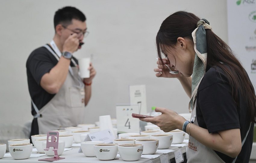 Panamá ha entrado en el mercado de lujo cafetero, especialmente en Asia. Foto: EFE