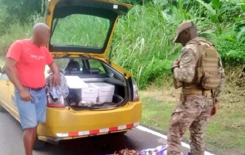 Las autoridades procedieron a contabilizar la mercancía decomisada y se determinó que el ciudadano llevaba 20 langostas en el vehículo. Foto. Cortesía