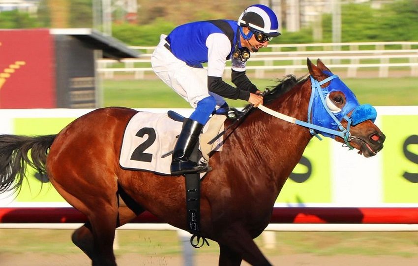 La potranca Xtina es una de las favoritas. Foto: Cortesía/Hipódromo