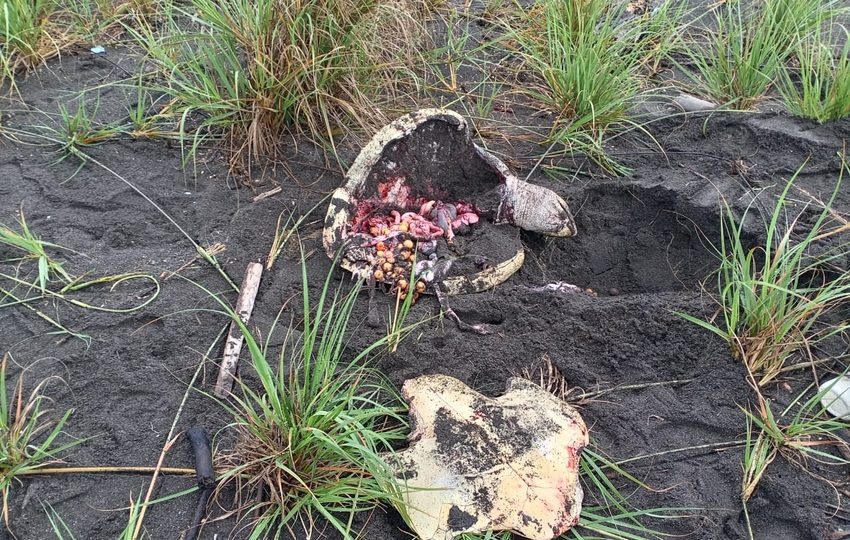 La caza de tortugas pone en peligro a estas especies. Foto: Cortesía