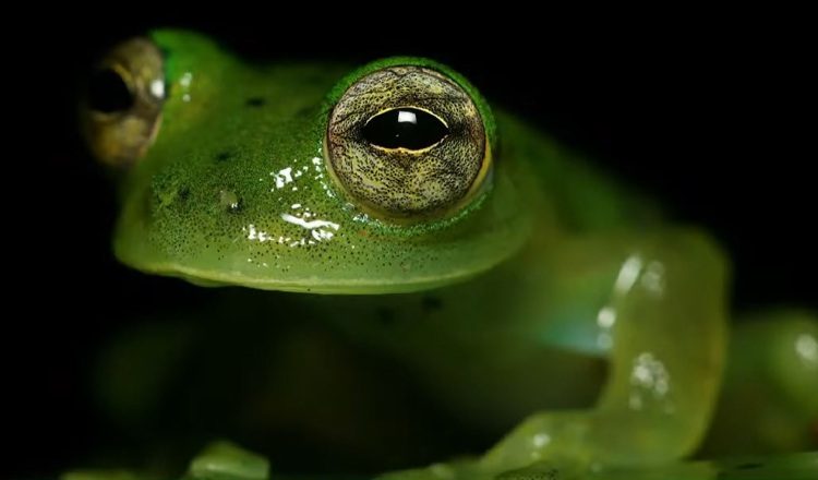 La estacionalidad de las presas afecta  la dieta de las ranas. Erick Barría