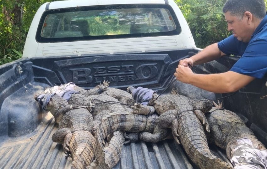 Los babillos son devueltos a su hábitat. Foto: Cortesía
