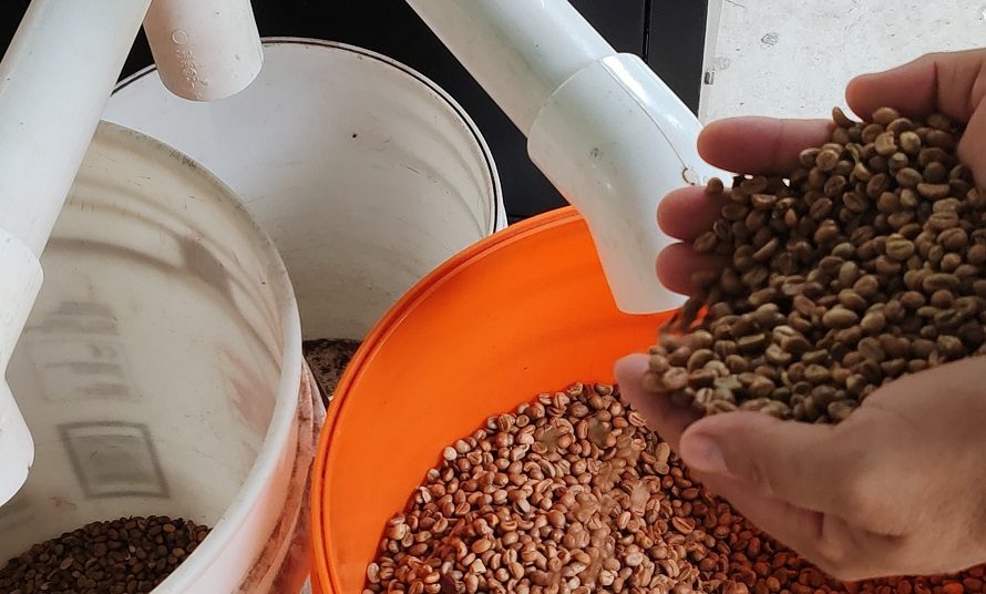 El cultivo del café Robusta dentro de la Cuenca del canal de Panamá se alinea con un enfoque integral que abarca la protección medioambiental, la promoción de la economía local y el turismo. Foto. Eric Montenegro