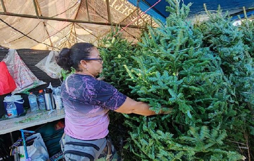 Es imposible poder comercializar los arbolitos a $25.00 como décadas atrás, debido a costos fijados por las empresas que los importan a Panamá. Foto. Eric Montenegro