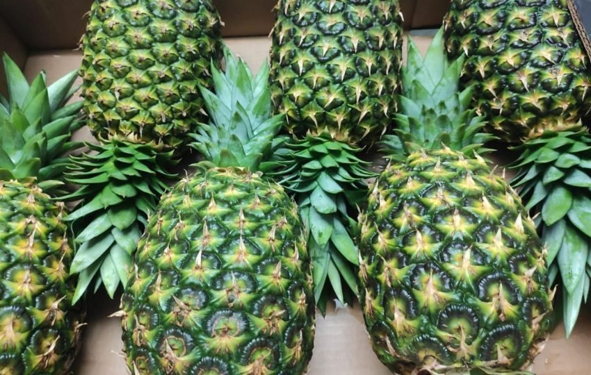 La piña está entre los productos restringidos provenientes de Costa Rica. Foto: Archivo