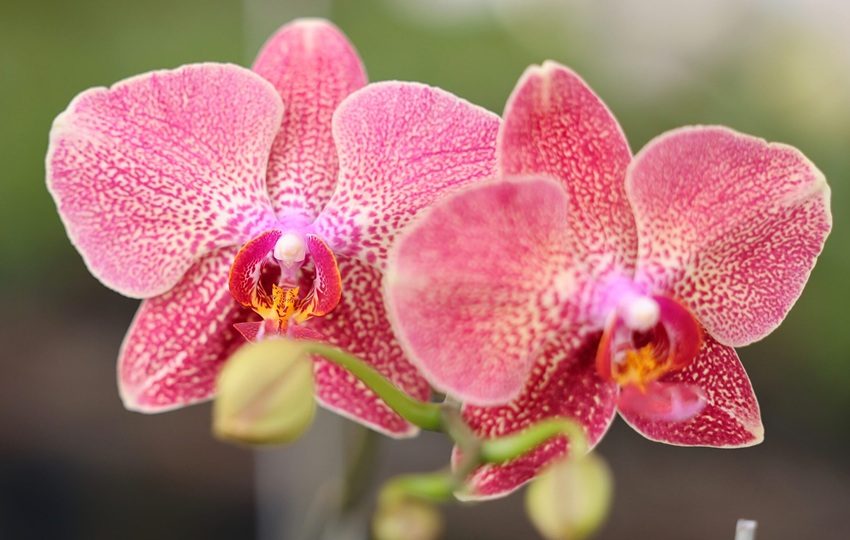 Estas plantas son fuente de inspiración entre la exuberante naturaleza panameña. Foto: Cortesía/MIDA