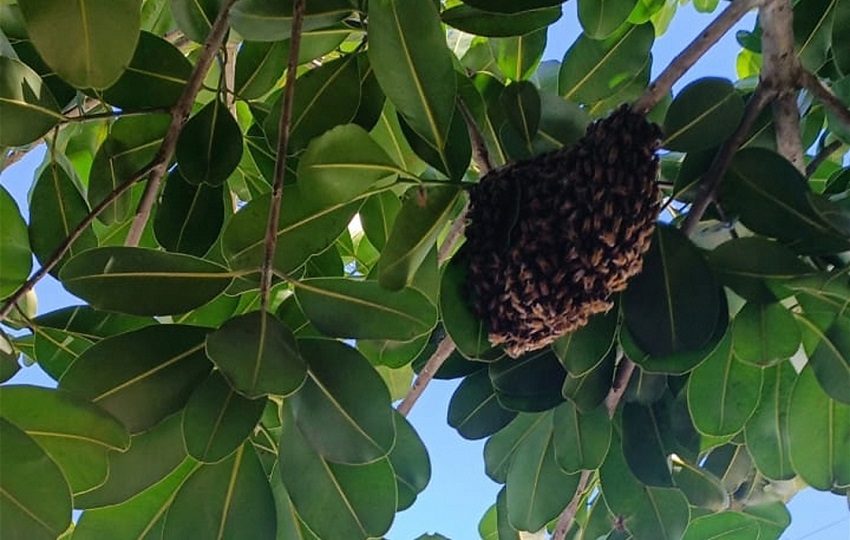 Expertos en la materia detallan que esta es la época del año en que estos insectos se tornan más violentos, porque el calor altera su metabolismo. Foto. Thays Domínguez