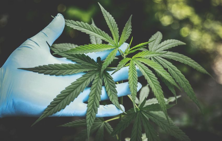 Esta planta es una variedad del cannabis sativa. Foto: Pexels