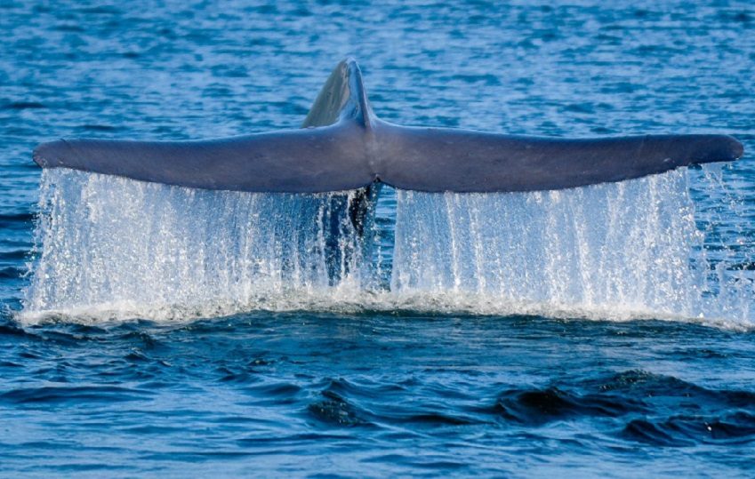 En este estudio, una ballena azul de aproximadamente 18 metros de longitud fue marcada con transmisor satelital cerca de la isla Fernandina en el archipiélago de las Galápagos. Crédito: Rodrigo Hucke-Gaete