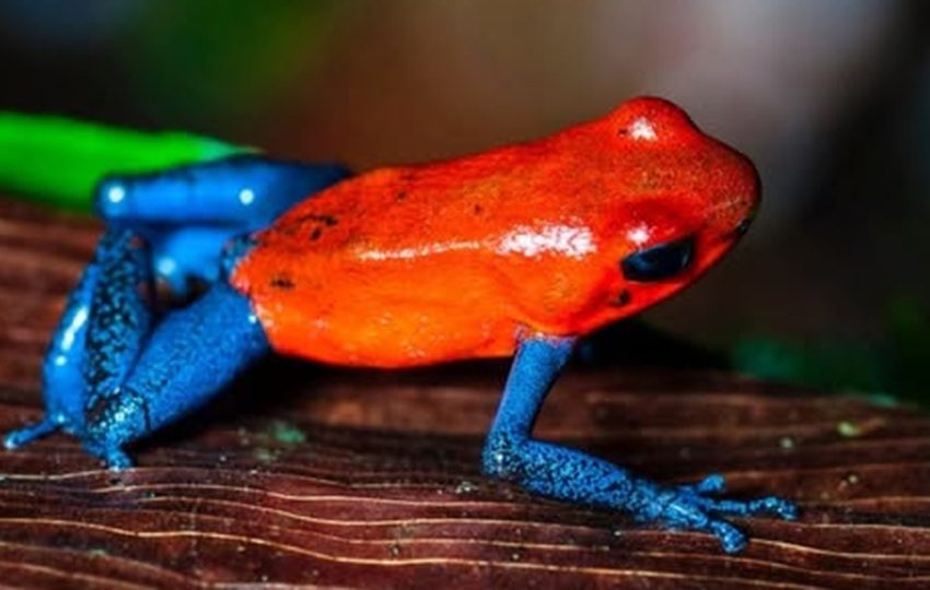 Las ranas coloridas llaman la atención debido a los tonos de su piel. Foto: EPI