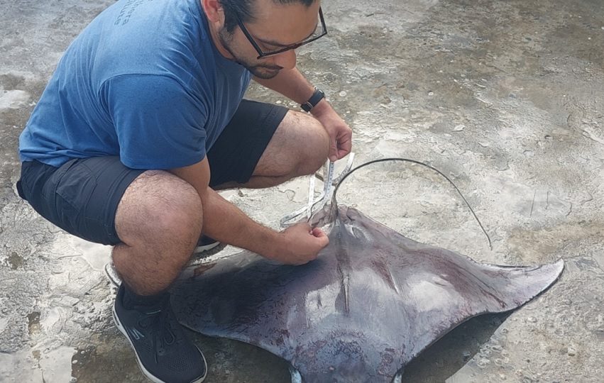 Jorge Morales midiendo un espécimen de manta pigmea (Mobula hypostoma).  Créditos: Alexandra Morales
