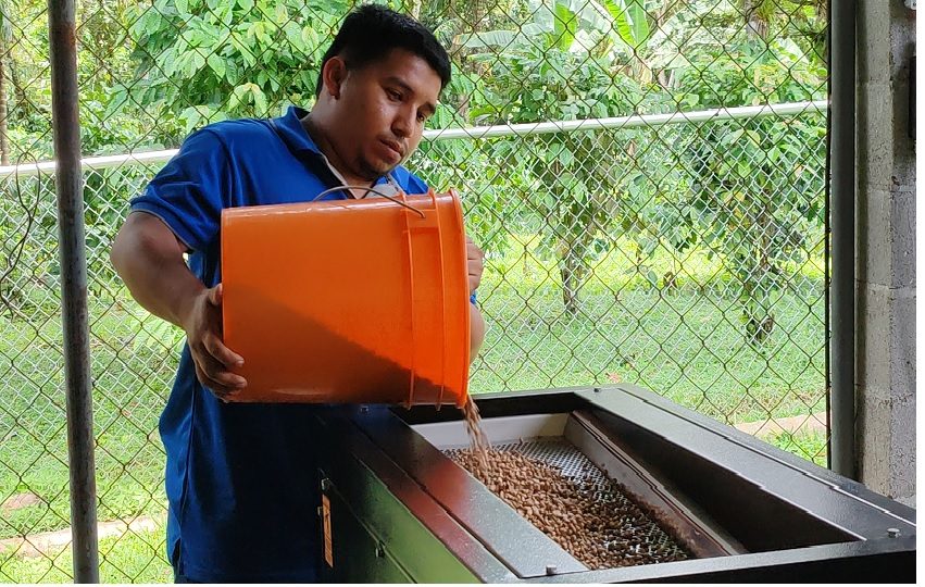Panamás Oeste suma un total de 32 marcas de café robusta.  Foto. Eric Montenegro