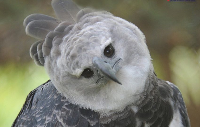 El águila harpía Panamá es embajadora de su especie en Summit. 