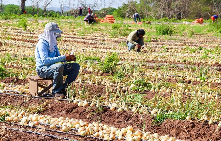 Hasta la cosecha, los especialistas del IMA asesoran a los productores en el manejo fitosanitario, control de plagas y enfermedades. Foto. Thays Domínguez