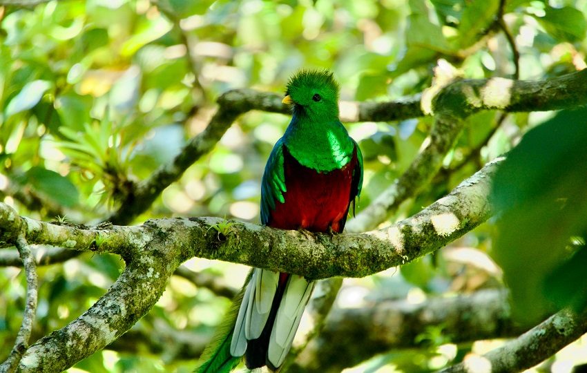 En Boquete se pueden recorrer rutas especializadas para observar aves, entre las cuales destaca el llamativo ‘quetzal’. Foto:  Aleksandar Popovski/Unsplash