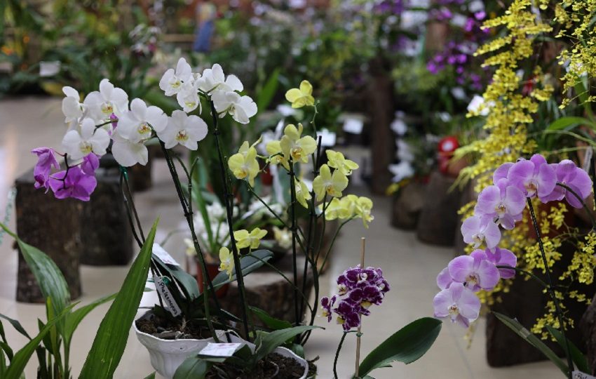 El hábitat de Boquete es adecuado para estas plantas. Foto: EFE